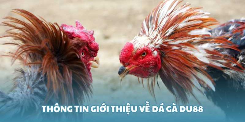Đá Gà DU88 - Sân Chơi Mà Sư Kê Yêu Cá Cược Không Nên Bỏ Lỡ - CAVON