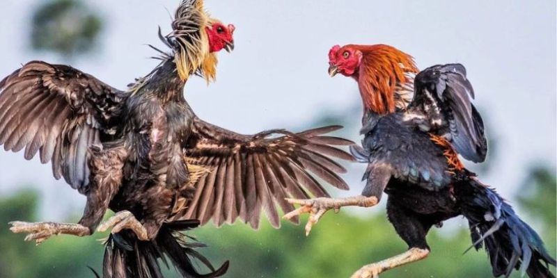 Đá Gà DU88 - Sân Chơi Mà Sư Kê Yêu Cá Cược Không Nên Bỏ Lỡ - CAVON